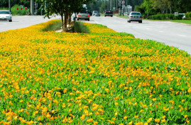 sustainable landscaping of ornamental peanut flowers on median of road