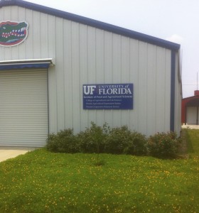 sustainable landscaping of peanut grass at the University of Florida